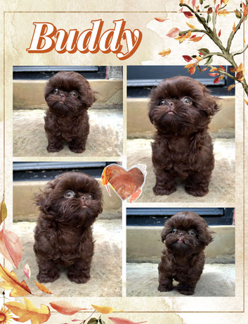 True chocolate imperial Shihtzu puppies