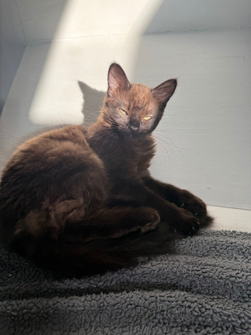 Kitten for sale
