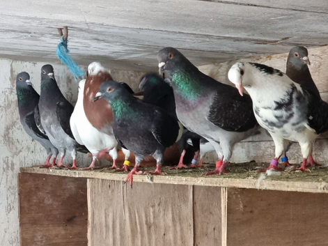 Pigeon