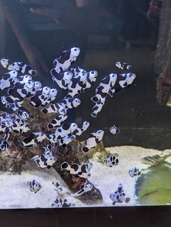 Tank bred black storm clownfish