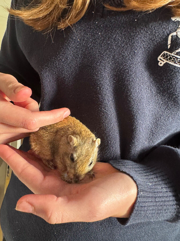3 boy gerbils