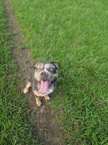 American bully