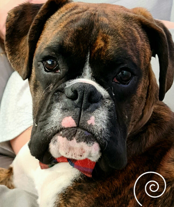 Beautiful brindle boxer for sale
