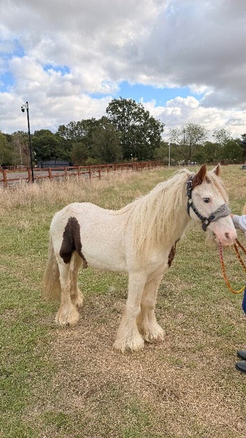 12h cob gelding