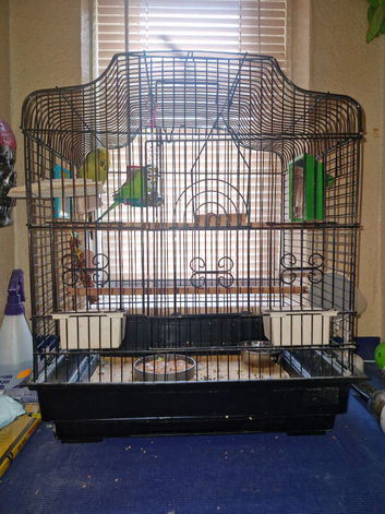 budgies