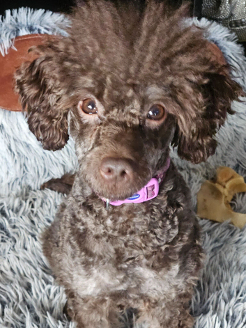 Kennel club registered toy poodle stud (not for sale)