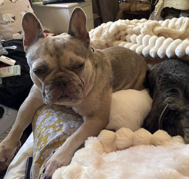 French Bulldog Looking for Her Forever Home
