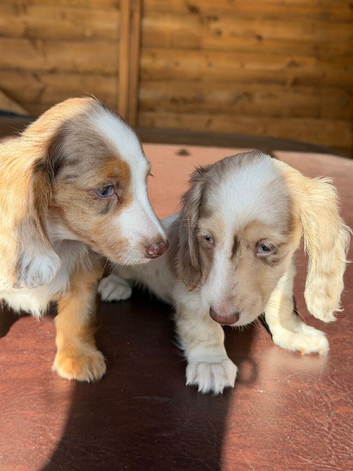 2 girls available