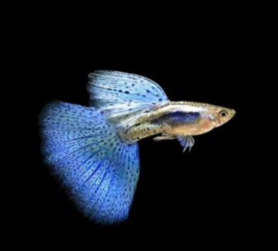 Blue Grass Guppies Breeding Pairs