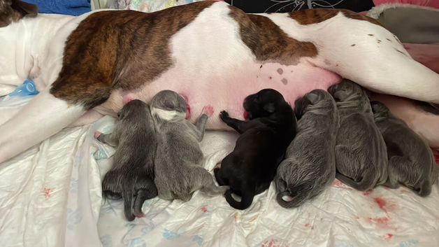 Blue staff X bull terrier pups