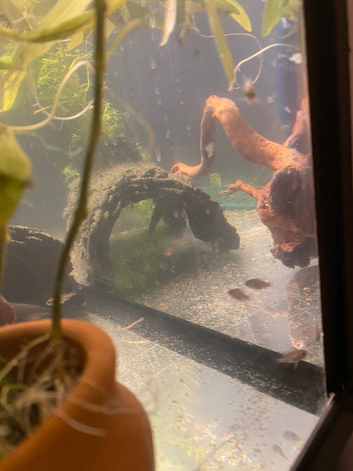 Mix ages and  ages of  cichlids  for sale