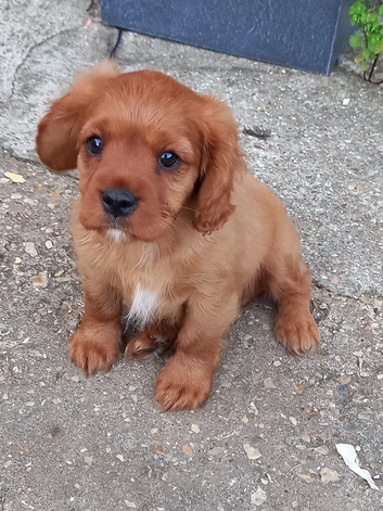 F1b cavapoo