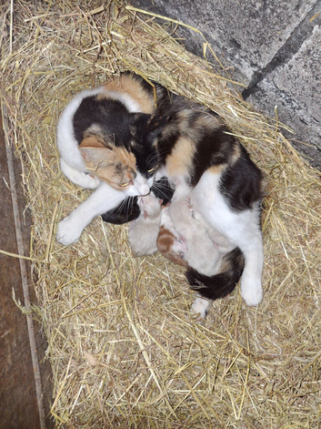 Happy Kittens for Loving Homes