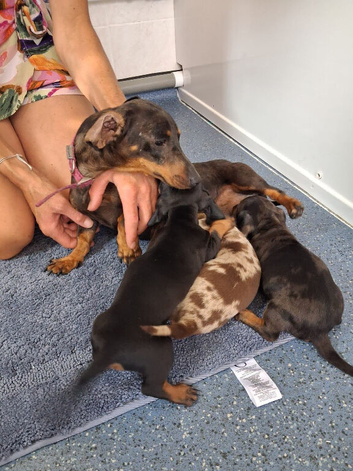 Miniature dachshund puppies for sale