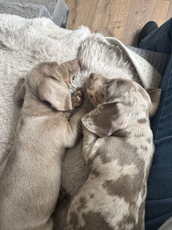 Dachshund puppies