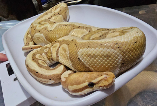 BANANA HET PIED