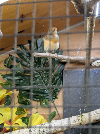 Male red agate canary