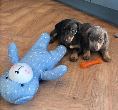 Dachshund pups