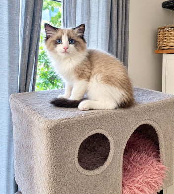 Ragdoll Bicollor male kittens