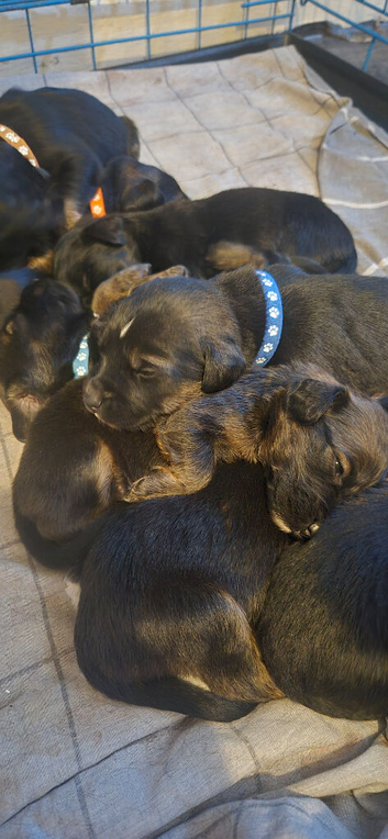 Beautiful sprocker puppies