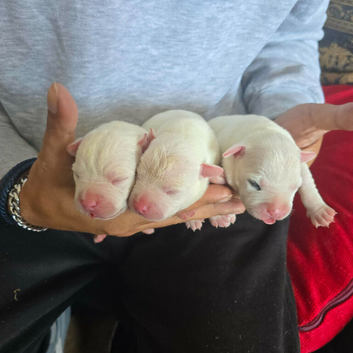 White Staffies