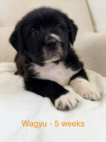 GIANT FLUFFY PUPS: F1 Old English Bordeaux!