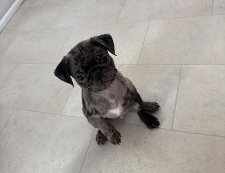 One male pug puppy left