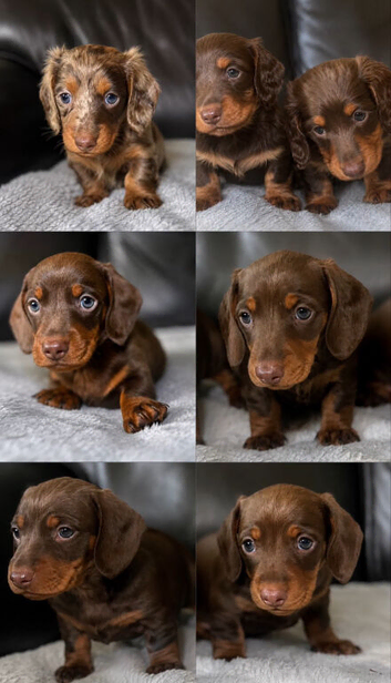 Miniature dachshunds kc reg