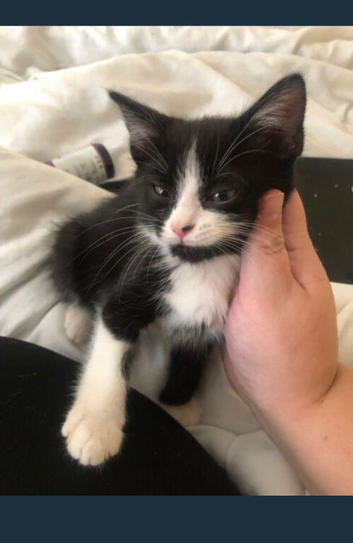 Kittens for sale