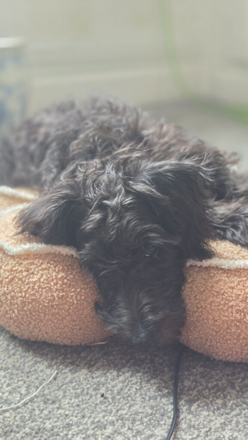 Mini schnauzer