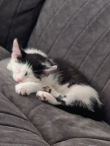 Kitten for sale