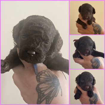 Cockapoo(chocolate)miniature