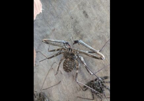 Giant Tailless Whip Scorpion (Damon johnstonii) at Birmingham Reptiles
