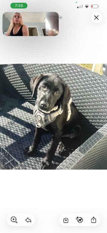 labrador puppy for sale