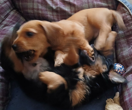 2 boys still.looking for loving new homes.