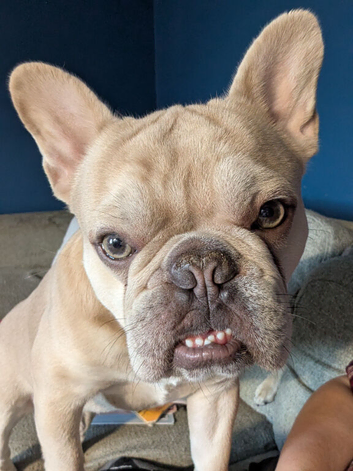 Teddy the beautiful french bulldog