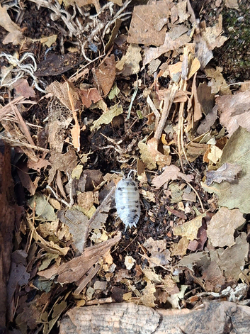Dairy Cow Isopods