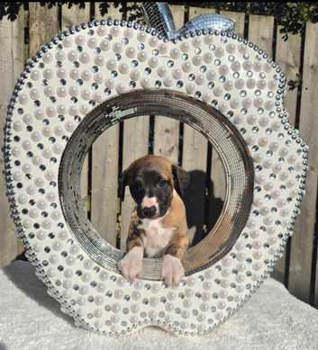 3 stunning  kc registered whippet pups