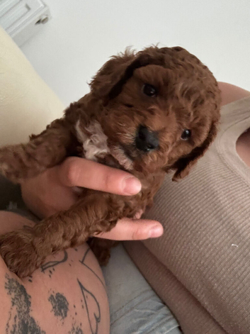 ️Deep Red Toy Poodle