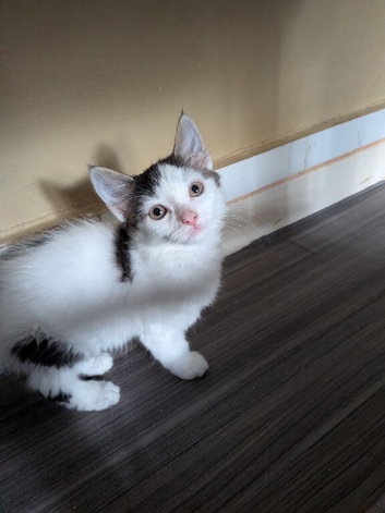 12 week old male kitten