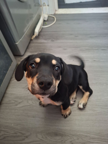 Beautiful Bulldog &times; Lurcher/Jack Russell Cross Puppy &ndash; Ready
