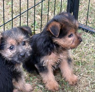 BORDER TERRIER X JRT