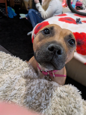 Red female Staffordshire Bull Terrier for sale