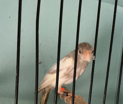 Jaspe raza canary with two hens