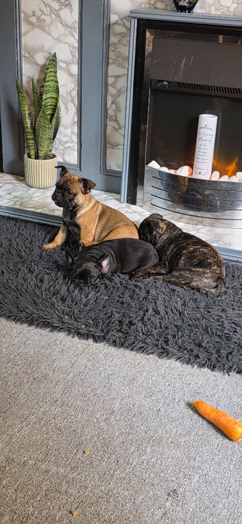 Beautiful frug puppies