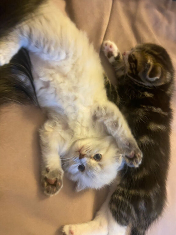 Scottish fold & ragdoll mix