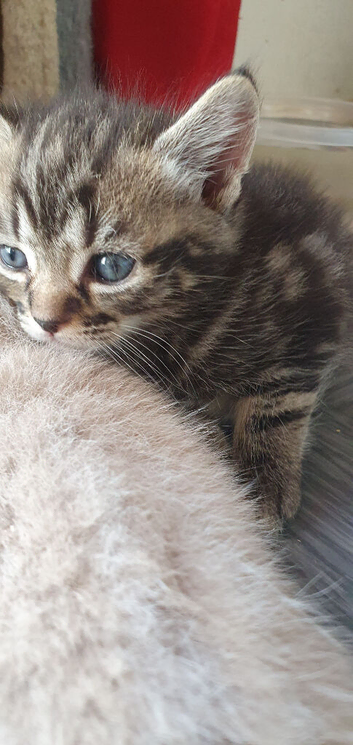 I have to beautiful Tabby kittens needing forever homes