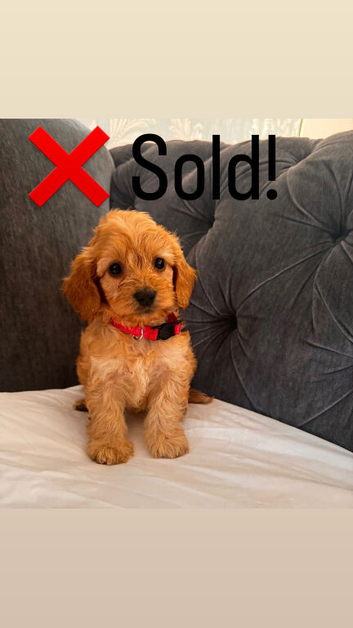 Cockapoo puppies for sale  READY NOW