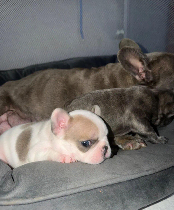 Gorgeous French Bulldog Puppies With Lots Of Love