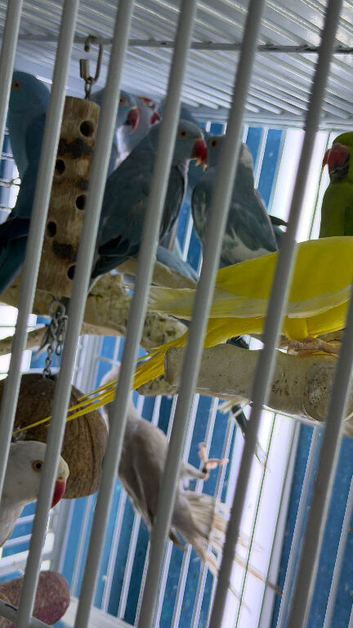Baby&rsquo;s Indian Ringneck parrots